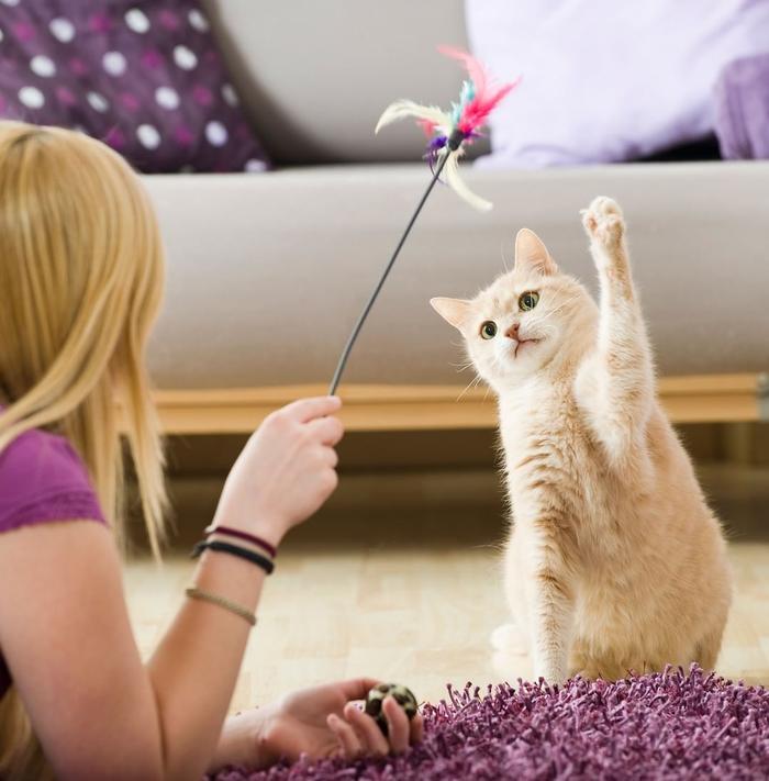 陪猫咪玩耍也是有讲究的，做到这三点就能让猫主子保持身心愉悦