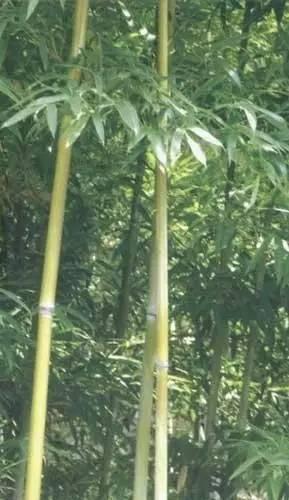 竹博园：史上最全的竹子种类,喜欢的收藏!