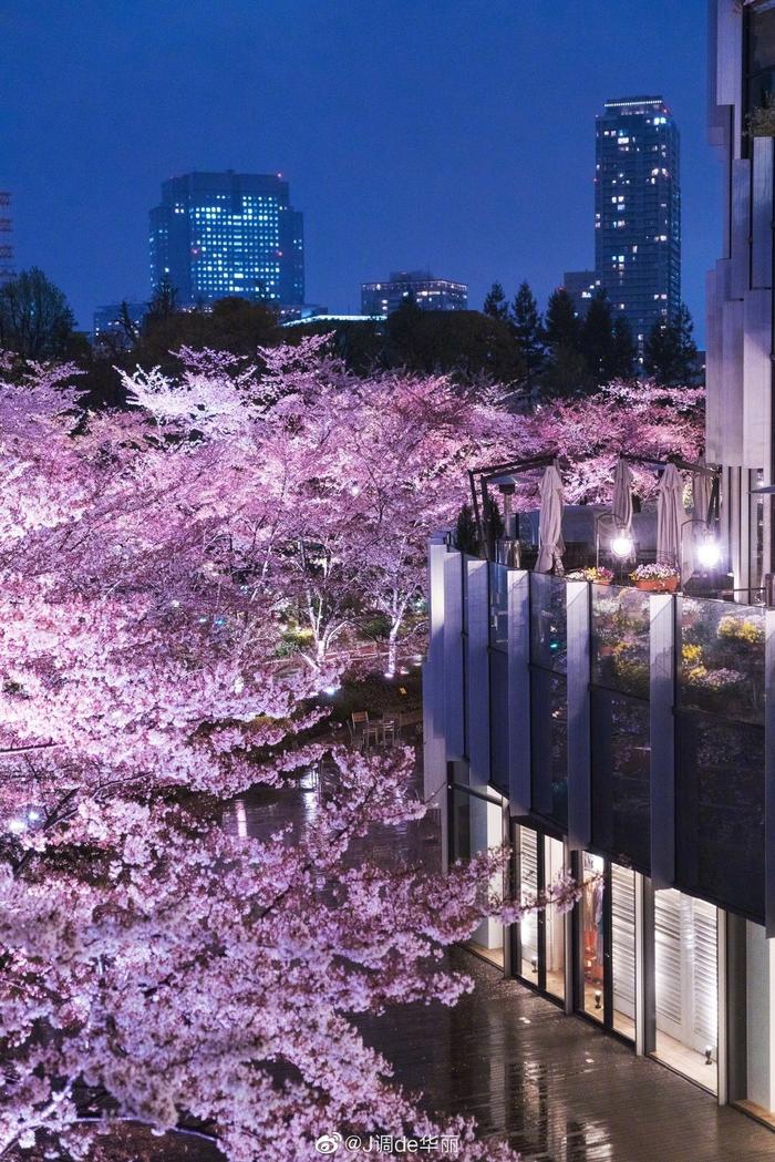 六义园、目黑川、千鸟渊、日本桥江户樱花隧道……在东京的夜晚