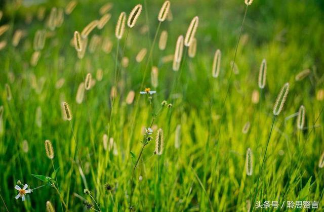 历代咏草诗词精选二十四首 恨如芳草，萋萋无数，凭栏总是销魂处