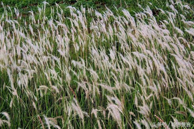 历代咏草诗词精选二十四首 恨如芳草，萋萋无数，凭栏总是销魂处