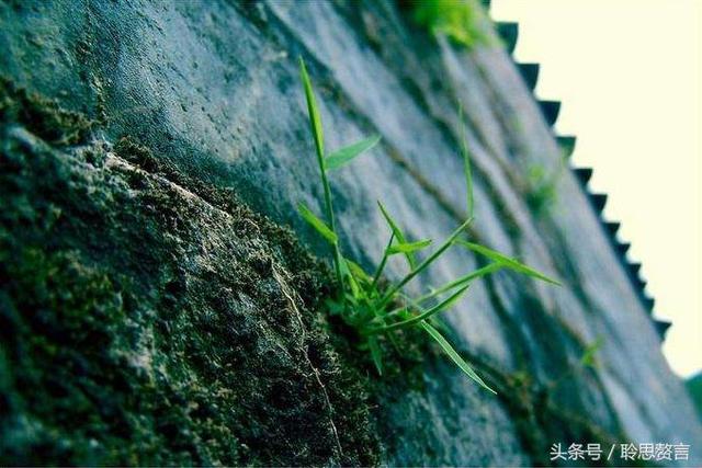 历代咏草诗词精选二十四首 恨如芳草，萋萋无数，凭栏总是销魂处