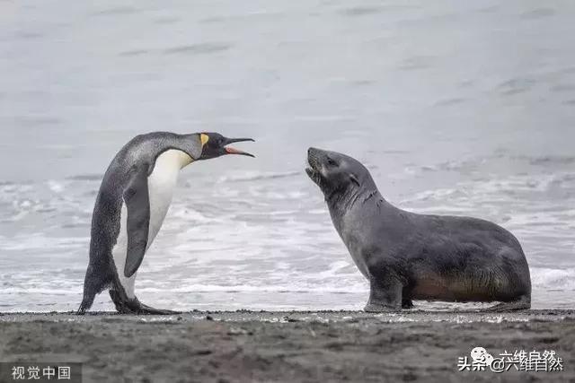 小海豹被企鹅群欺负得很狼狈，母海豹霸气护犊，勇猛对峙王企鹅