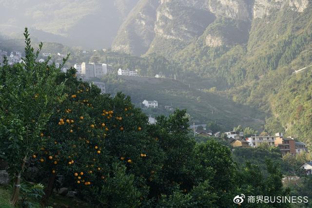 三峡移民旧照：22年前，板车上的3000公里和5万棵树