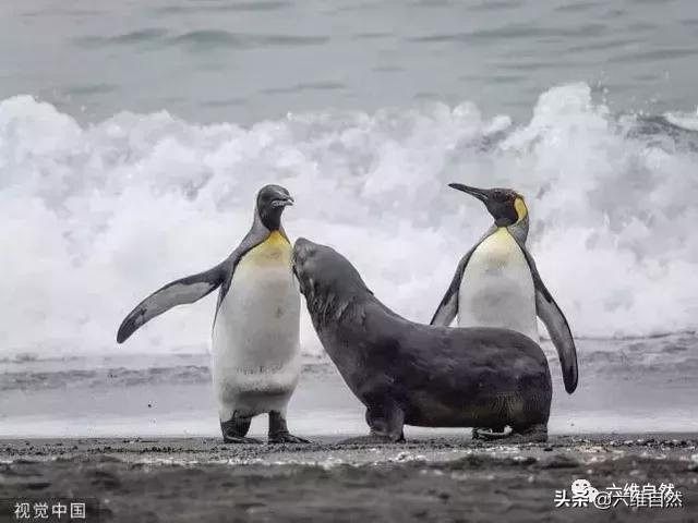 小海豹被企鹅群欺负得很狼狈，母海豹霸气护犊，勇猛对峙王企鹅