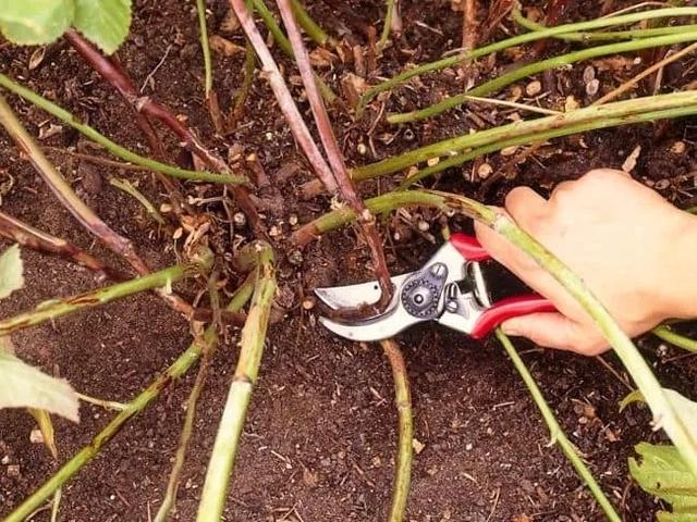 想要蓝莓能结果更多，长得更加健壮，有几点是不可忽视的