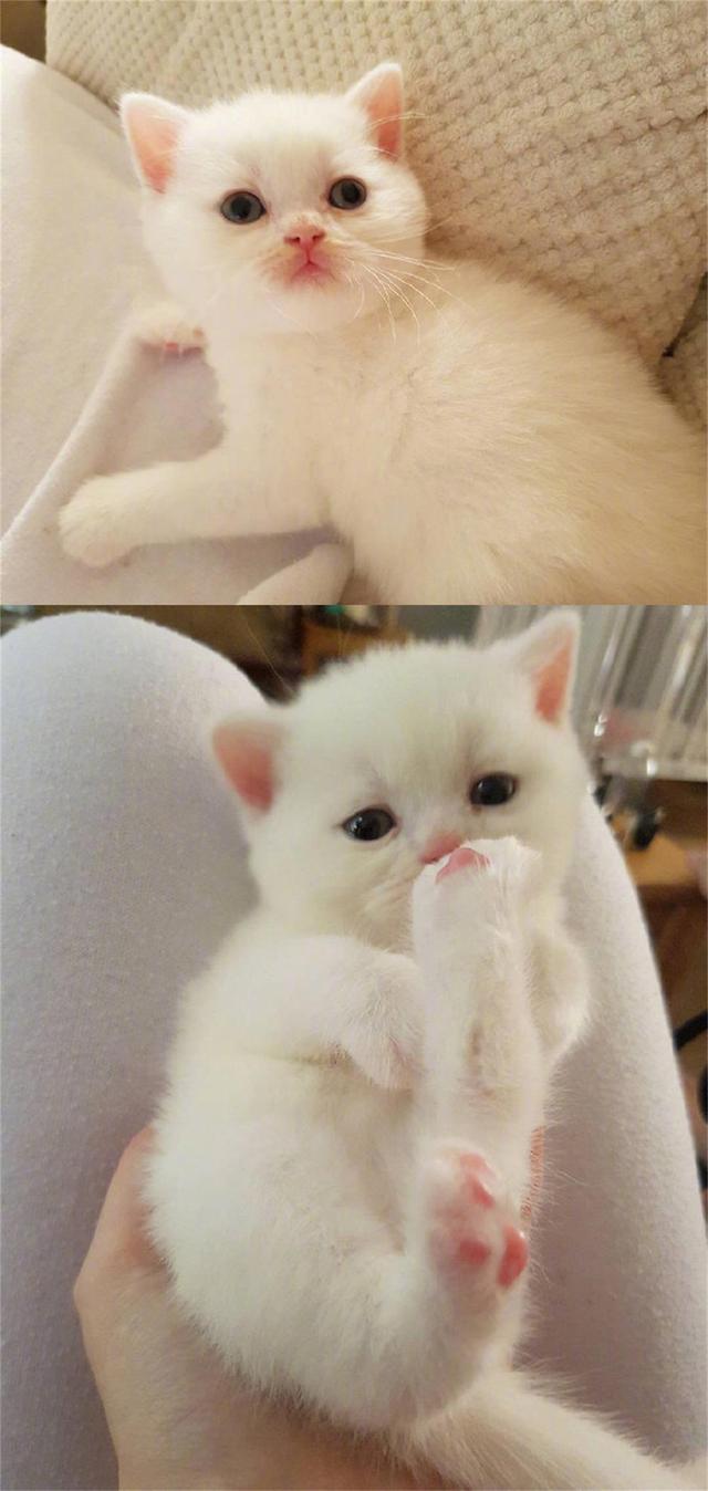 分享一只小白猫，全身上下除了白色就是粉色，太可爱了