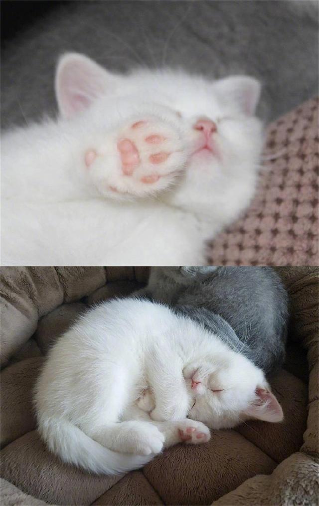 分享一只小白猫，全身上下除了白色就是粉色，太可爱了