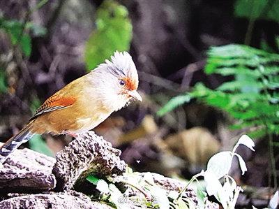 光明日报|云南百花岭：“青鸟”探出致富路