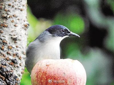 光明日报|云南百花岭：“青鸟”探出致富路