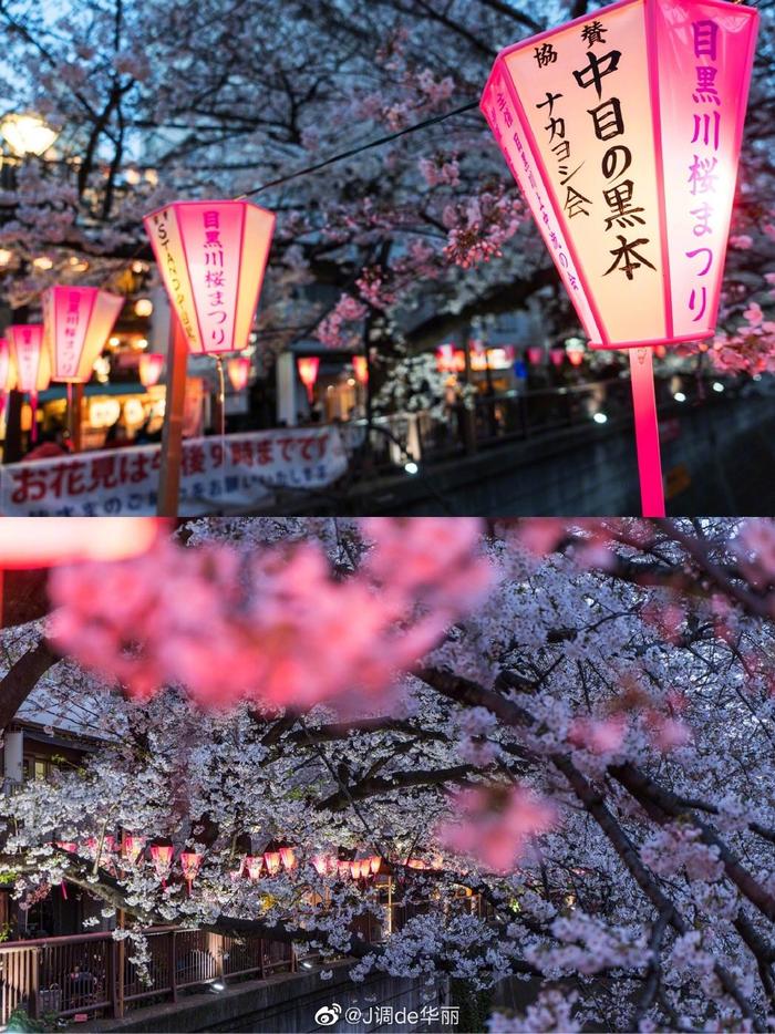 六义园、目黑川、千鸟渊、日本桥江户樱花隧道……在东京的夜晚