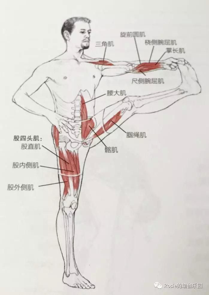 下背部僵紧，脊柱侧弯，怎么调理？运动量大、久站，膝盖疼？每周20问