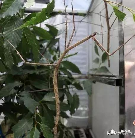 现存世界最长昆虫，神秘的中国巨竹节虫，脱皮后第二天必然是晴天