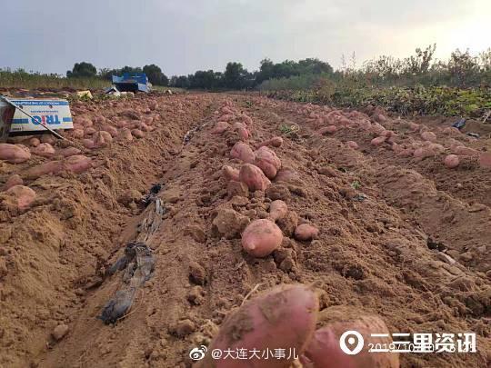 “地瓜书记” .驻村第一书记黄宏鑫