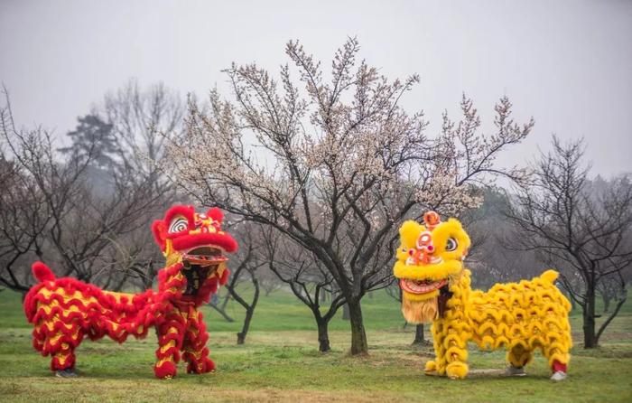 武汉人的新年赏梅根据地，和家人来东湖梅园团聚祈福闹新春！