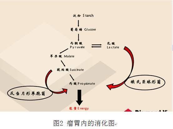 为什么人挑食就会营养失衡，而动物吃的东西都很专一却不会？