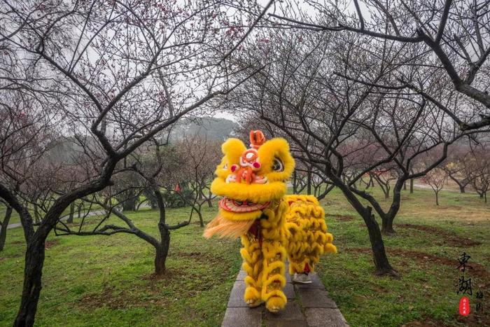 武汉人的新年赏梅根据地，和家人来东湖梅园团聚祈福闹新春！