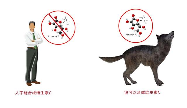 为什么人挑食就会营养失衡，而动物吃的东西都很专一却不会？