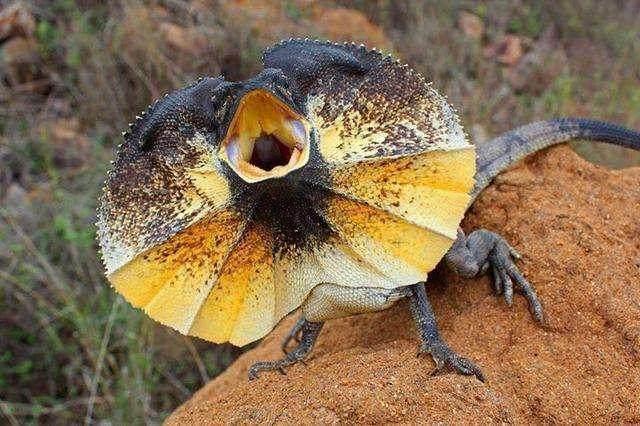 动物世界：披斗篷的胆小鬼——伞蜥蜴