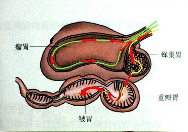 为什么人挑食就会营养失衡，而动物吃的东西都很专一却不会？