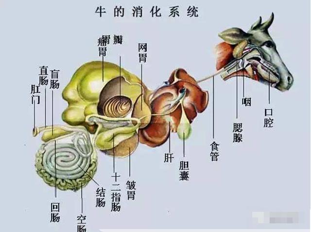 为什么人挑食就会营养失衡，而动物吃的东西都很专一却不会？