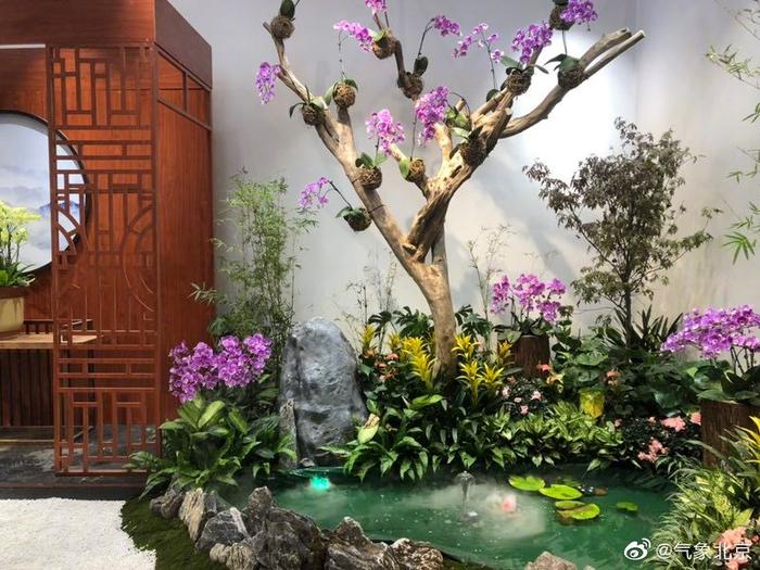 北京世园会国际馆在举办组合盆栽竞赛