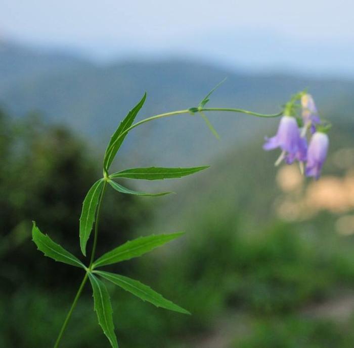 春草诗词精选一十九首 青风自年年，吹遍天涯绿