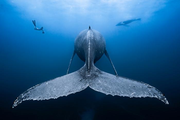 海底200米深处的可怕的生物，第3张会卖萌，第8张长相恐怖