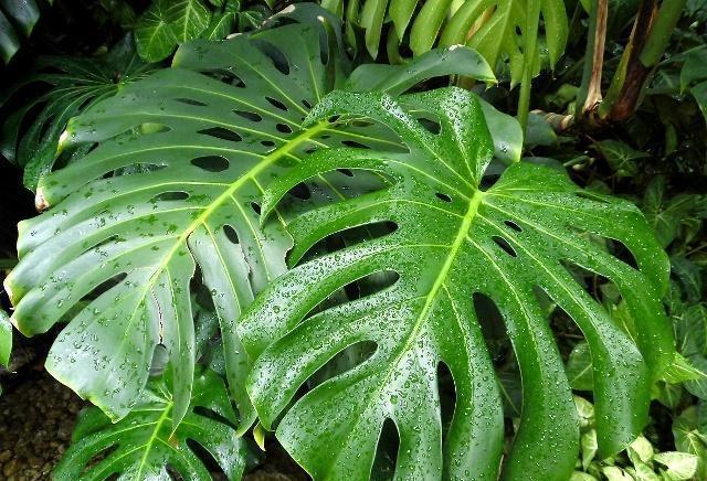 家里养这几种绿色植物，外观美丽，寓意好，值得拥有