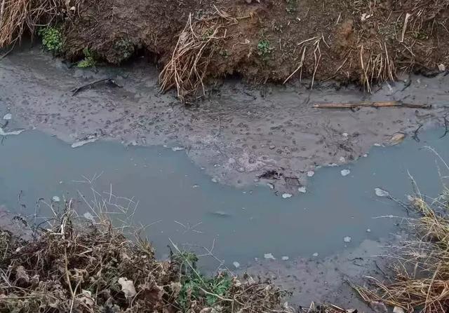 南阳唐河一养猪场偷排牲畜粪便，污染严重无人管！