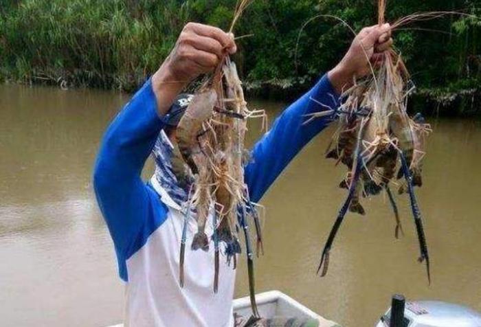 湄公河大虾成灾 中国人却怂了 真不敢吃 随便钓一只都比手掌大