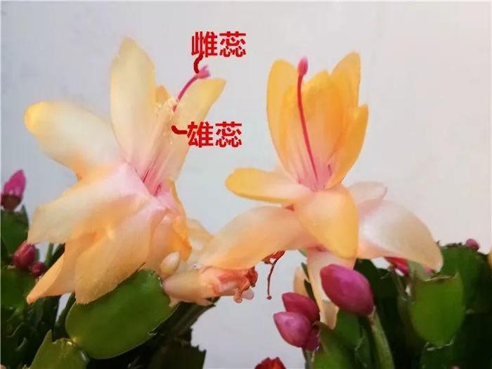 这花太能长，5年生了10麻袋，送人都送不完完！