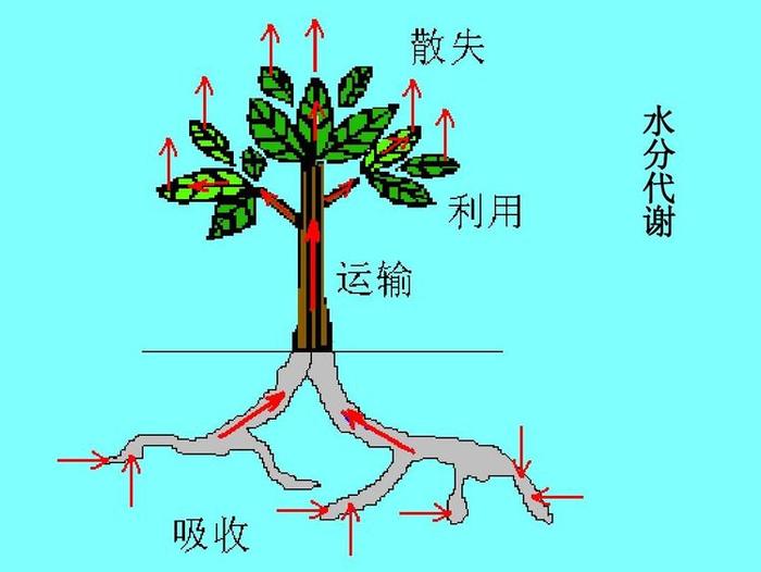 未来地球上的能源来自植物？科学家破解光合作用奥秘，获取新能源