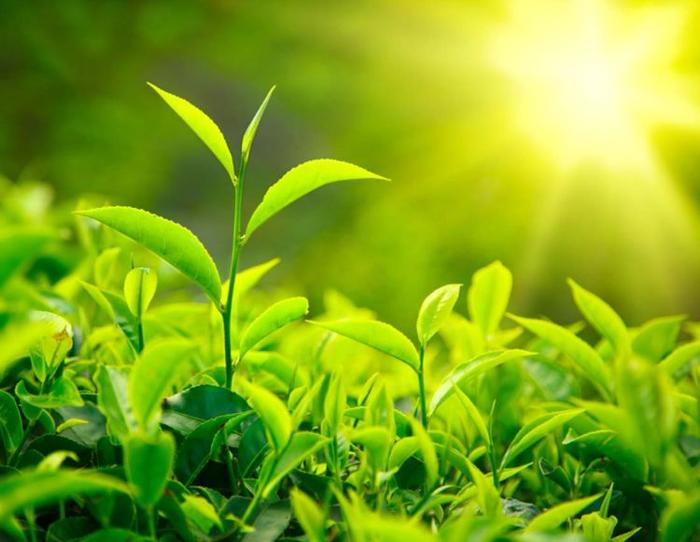 未来地球上的能源来自植物？科学家破解光合作用奥秘，获取新能源