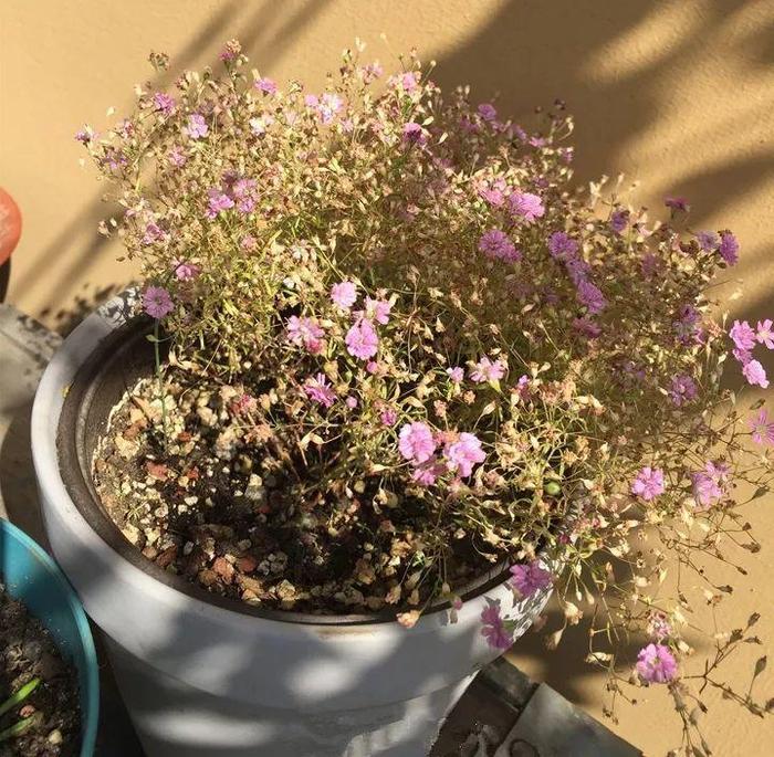 这花太能长，5年生了10麻袋，送人都送不完完！