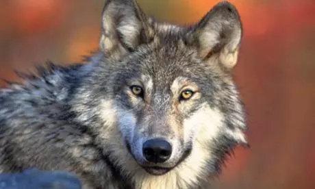 狗的祖先是狼？狼和狗怎么区分？