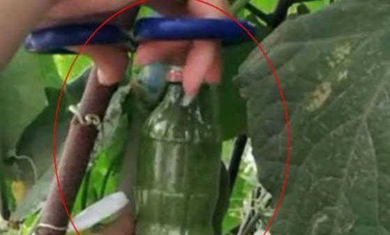 农村一位大妈把可乐瓶套在黄瓜上，几个月后的一幕，让邻居羡慕
