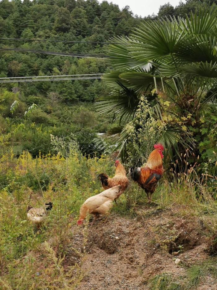 成县鸡峰镇散养的土鸡，农户在自家院落附近散养。这里山青水绿
