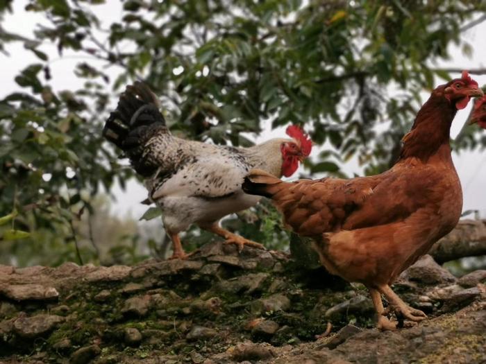 成县鸡峰镇散养的土鸡，农户在自家院落附近散养。这里山青水绿