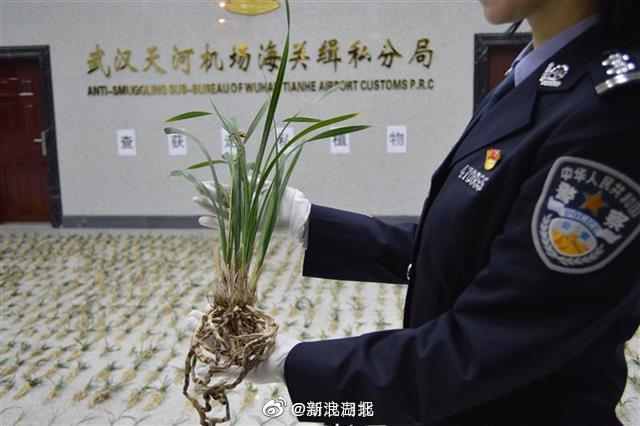 兰花、红珊瑚手串、西洋参…武汉海关查获一批濒危动植物非法入境