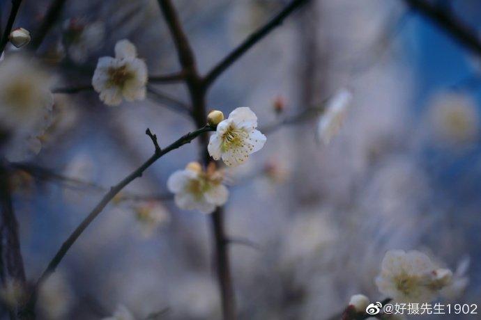 相思一夜梅花发，忽到窗前疑似君，期待春暖花开