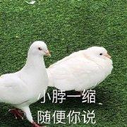 囧哥:须眉不让巾帼？男球员尿检结果竟显示怀孕