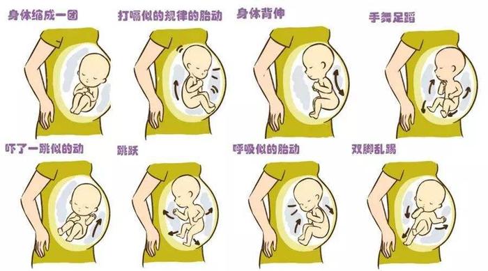 不同的孕月，胎动位置、孕妈妈感觉各不同，了解一下更好找胎心