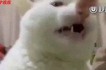 猫咪咬了一口主人马上松口,脸上的表情太搞笑了哈哈哈