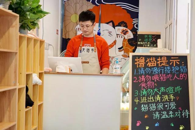 宁波这家藏了14只喵的“地下吸猫场所”，老板竟然不是人？