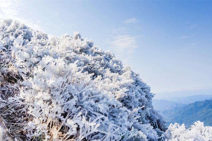 广东迎春雪，玉树琼枝堪比“雪域高原”