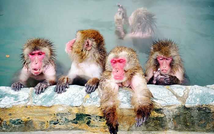 北海道的猴子泡温泉避寒，模样憨态可掬