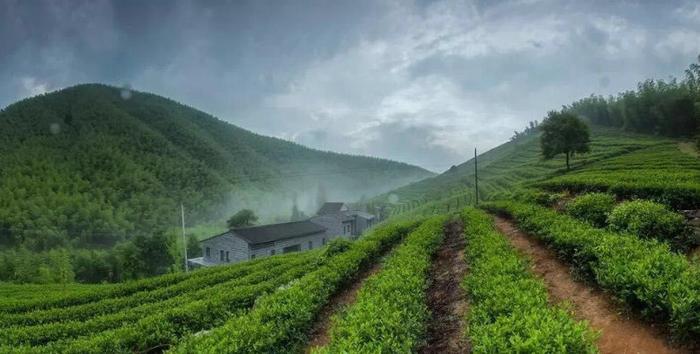 周末去哪 与哈弗H9重走茶马古道赏竹海迷踪