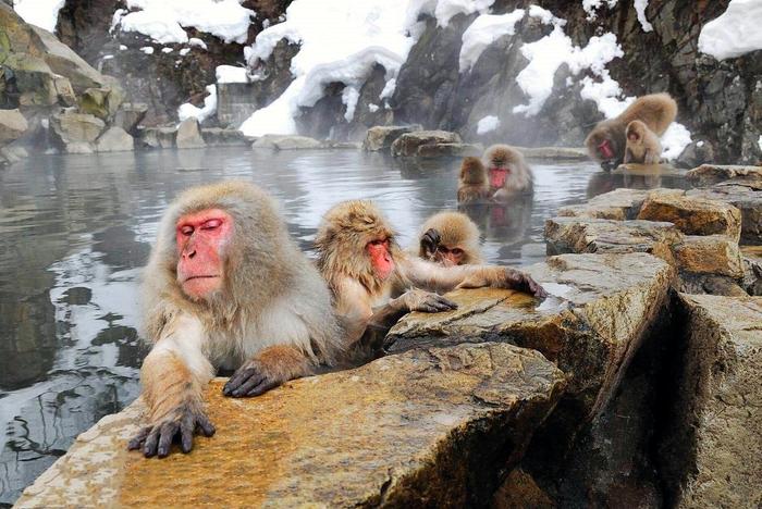 北海道的猴子泡温泉避寒，模样憨态可掬