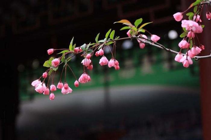 江南春色诗词精选二十三首 春水碧于天，画船听雨眠